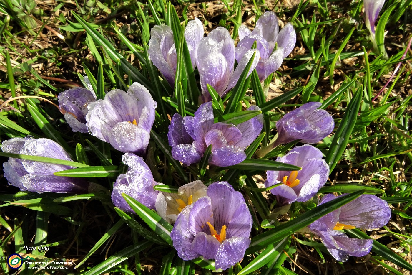 23 Crocus violetto gocciolanti.JPG